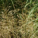 The grass Deschampsia cespitosa grows in July. Deschampsia cespitosa, tufted hairgrass or tussock grass, is a perennial tufted plant in the grass family Poaceae. Potsdam, Germany 