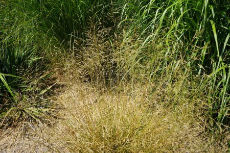 Téléchargez les photos : L'herbe Deschampsia cespitosa pousse en juillet. Deschampsia cespitosa est une plante vivace touffue de la famille des Poaceae. Potsdam, Allemagne - en image libre de droit