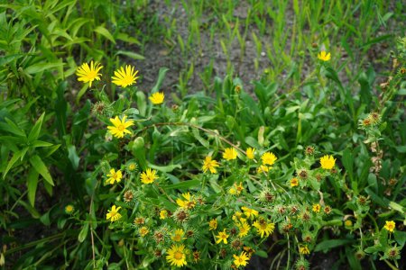 Grindelia robusta blüht im Juli mit gelben Blüten. Grindelia robusta ist eine Pflanzenart aus der Gattung Grindelia aus der Familie der Asteraceae. Potsdam, Deutschland 