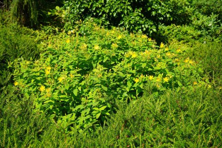 Photo for Hypericum calycinum blooms with yellow flowers in July. Hypericum calycinum is a species of prostrate or low-growing shrub in the flowering plant family Hypericaceae. Potsdam, Germany - Royalty Free Image