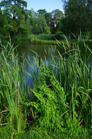 Foto de Typha latifolia crece cerca del estanque Machine en julio. Typha latifolia, más conocida como coleta de hoja ancha, es una planta herbácea perenne. Potsdam, Alemania - Imagen libre de derechos