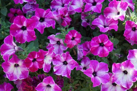 Petunias 'Circus Sky' bloom in July in a flowerpot. Petunia is a genus in the family Solanaceae, subfamily Petunioideae. Berlin, Germany