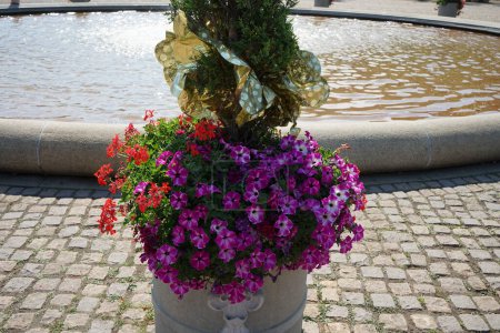 Téléchargez les photos : Pétunias suspendus, géraniums suspendus près de Thuja occidentalis poussant dans un pot de fleurs sur Luisenplatz en juillet. Potsdam, Allemagne - en image libre de droit