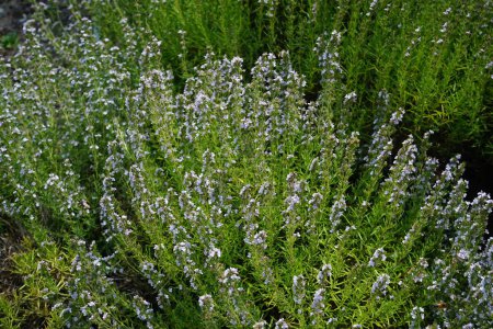 Foto de Satureja montana florece en julio. Satureja montana, salado de invierno o salado de montaña, es una hierba perenne, semi-perenne en la familia Lamiaceae. Potsdam, Alemania - Imagen libre de derechos