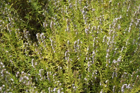Foto de Satureja montana florece en julio. Satureja montana, salado de invierno o salado de montaña, es una hierba perenne, semi-perenne en la familia Lamiaceae. Potsdam, Alemania - Imagen libre de derechos