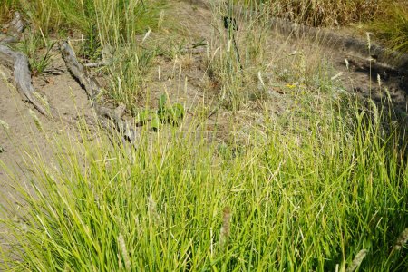 Sesleria otoñal crece en julio. Sesleria otoñal es una especie de hierba perteneciente a la familia Poaceae. Potsdam, Alemania 