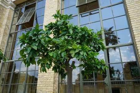 Téléchargez les photos : Un agrumes exotique aux fruits pousse dans un pot près du Palais de l'Orangerie dans le parc Sanssouci. Citrus est un genre d'arbres et d'arbustes de la famille des Rutaceae. Potsdam, Allemagne - en image libre de droit