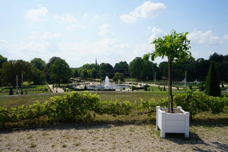 Téléchargez les photos : Un agrumes exotique pousse en pot en juillet dans le parc Sanssouci. Citrus est un genre d'arbres et d'arbustes de la famille des Rutaceae. Potsdam, Allemagne - en image libre de droit
