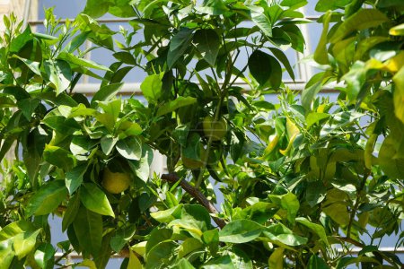 Téléchargez les photos : Un agrumes exotique aux fruits pousse dans un pot près du Palais de l'Orangerie dans le parc Sanssouci. Citrus est un genre d'arbres et d'arbustes de la famille des Rutaceae. Potsdam, Allemagne - en image libre de droit