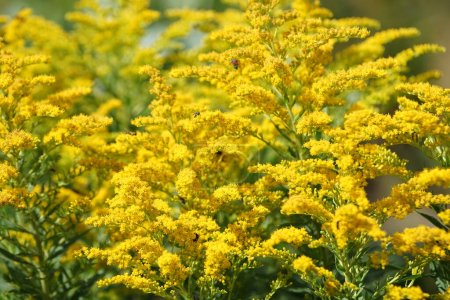Solidago canadensis fleurit en août. Solidago canadensis, connu sous le nom de verge d'or du Canada ou verge d'or canadienne, est une plante herbacée vivace de la famille des Asteraceae. Berlin, Allemagne