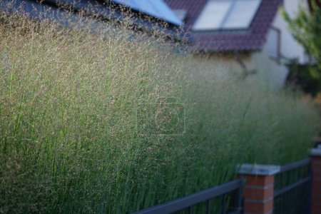 Photo for Panicum virgatum blooms in August near the fence as an ornamental tall grass for hedges. Panicum virgatum, switchgrass, is a perennial warm season bunchgrass. Berlin, Germany - Royalty Free Image