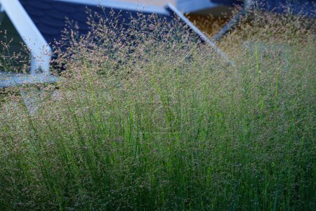 Panicum virgatum blüht im August in der Nähe des Zauns als dekoratives hohes Gras für Hecken. Panicum virgatum, Schaltgras, ist eine mehrjährige warme Jahreszeit Buntgras. Berlin, Deutschland