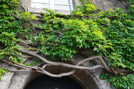 Photo for Parthenocissus tricuspidata climbs the wall of Rathaus Spandau in August. Parthenocissus tricuspidata, Boston ivy, grape ivy, Japanese ivy, Japanese creeper, and woodbine, is a flowering plant. Berlin, Germany. - Royalty Free Image