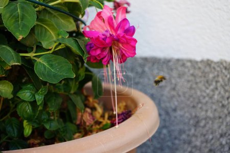 Téléchargez les photos : Le fuchsia géant 'Bella Rosella' fleurit en août avec des fleurs rose à violet clair dans un pot de fleurs. Fuchsia est un genre de plantes de la famille des Onagraceae. Berlin, Allemagne - en image libre de droit