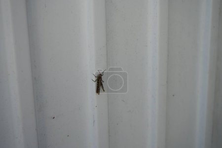Foto de Chorthippus brunneus se sienta en una pared blanca exterior en agosto. Chorthippus brunneus es una especie de saltamontes de la subfamilia Gomphocerinae. Berlín, Alemania - Imagen libre de derechos