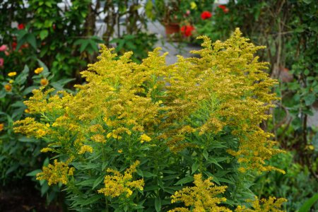 Photo for Solidago canadensis blooms with yellow flowers in August. Solidago canadensis, Canada goldenrod or Canadian goldenrod, is an herbaceous perennial plant. Berlin, Germany - Royalty Free Image