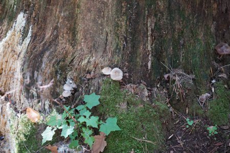 Téléchargez les photos : Champignons Mycena galericulata poussent près d'une souche dans la forêt d'automne en Octobre. Mycena galericulata est une espèce de champignon communément connue sous le nom de bonnet commun, de toque mycena, de mycène commun ou de casque de fée aux branchies roses. Berlin, Allemagne - en image libre de droit