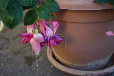 Téléchargez les photos : Le fuchsia géant 'Bella Rosella' fleurit en octobre avec des fleurs rose à violet clair dans un pot de fleurs. Fuchsia est un genre de plantes de la famille des Onagraceae. Berlin, Allemagne - en image libre de droit