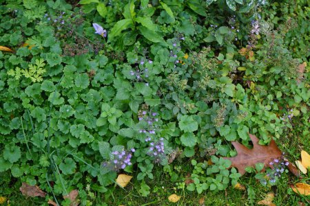 Téléchargez les photos : Calamintha sylvatica fleurit en octobre. Clinopodium menthifolium, Calamintha sylvatica est une espèce de plante de la famille des Lamiaceae. Berlin, Allemagne - en image libre de droit