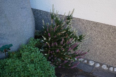 Calluna vulgaris florece en octubre. Calluna vulgaris, brezo común, ling, o simplemente brezo, es la única especie del género Calluna en la familia Ericaceae. Berlín, Alemania