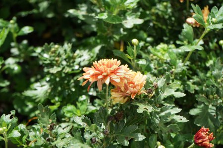 Photo for Winter hardy red-orange chrysanthemums, Chrysanthemum koreanum, bloom in autumn. Chrysanthemums, mumingtons or chrysanths, are flowering plants of the genus Chrysanthemum in the family Asteraceae. Berlin, Germany - Royalty Free Image