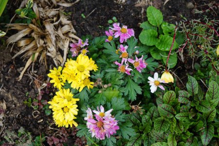 Photo for Multicolored chrysanthemums, Chrysanthemum 'Trio', bloom in the garden in September. Chrysanthemums, mumingtons or chrysanths, are flowering plants of the genus Chrysanthemum. Berlin, Germany - Royalty Free Image