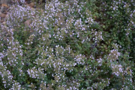 Calamintha nepeta blooms with white-purple flowers in October. Clinopodium nepeta, Calamintha nepeta, known as lesser calamint, is a perennial herb of the mint family. Berlin, Germany