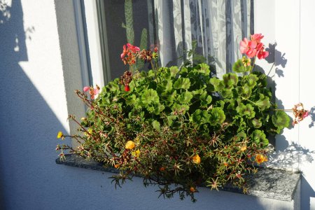Photo for Pelargonium hortorum and Portulaca grandiflora flowers bloom in October in a flower box. Portulaca grandiflora is a succulent flowering plant in the family Portulacaceae. Berlin, Germany - Royalty Free Image