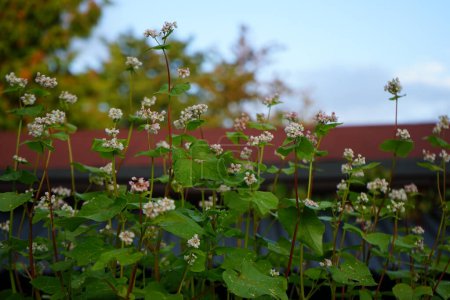 Photo for Buckwheat blooms in a flower box in September. Buckwheat, Fagopyrum esculentum, or common buckwheat, is a flowering plant in the knotweed family Polygonaceae cultivated for its grain-like seeds and as a cover crop. Berlin, Germany - Royalty Free Image