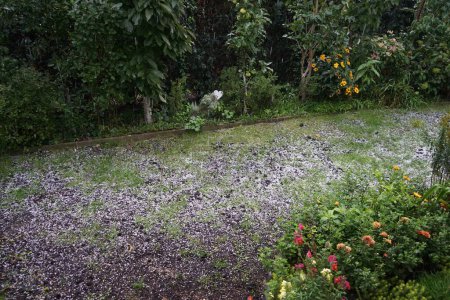 Téléchargez les photos : La pluie et la grêle tombent dans le jardin d'automne en septembre. La grêle est une forme de précipitations solides. Il se compose de boules ou de morceaux irréguliers de glace, chacun d'eux est appelé un grêle. Berlin, Allemagne - en image libre de droit