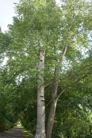 Les champignons Fomes fomentarius poussent sur un arbre en octobre. Fomes fomentarius, syn. l'amadou, le faux amadou, le champignon des sabots, le conk d'amadou, le polypore d'amadou ou le champignon de l'homme des glaces, est une espèce de plante fongique. Berlin, Allemagne