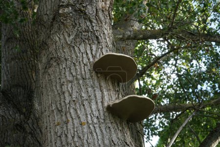 Fomes fomentarius Pilze wachsen im Oktober auf einem Baum. Fomes fomentarius, syn. Der Zunder-, Falsche Zunder-, Huf-, Zunder-, Zunderpolypor- oder Eismannpilz ist eine Pilzarte. Berlin, Deutschland
