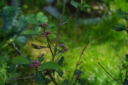 Téléchargez les photos : Callicarpa bodinieri 'Profusion' avec des fruits pousse dans le jardin en Septembre. Callicarpa bodinieri est une espèce de plante de la famille des Lamiaceae. Berlin, Allemagne - en image libre de droit