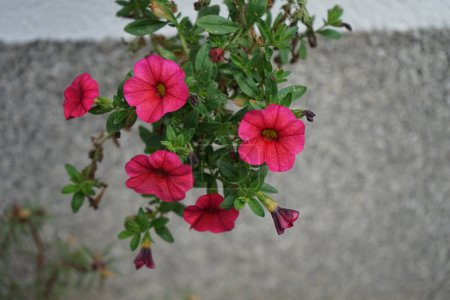 Photo for Calibrachoa hybrida 'CALITA Pink' blooms in September in a flower box. Calibrachoa is a genus of plants in the Solanaceae, nightshade family. Berlin, Germany - Royalty Free Image