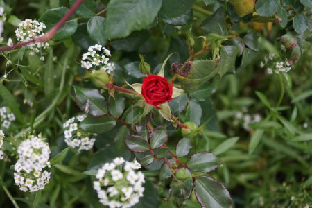 Floribunda rose, Rosa 'Rotilia' blüht im Oktober mit roten Blüten. Die einzelnen schalenförmigen Blüten des üppigen Haufens sind locker gefüllt und haben einen Durchmesser von fünf Zentimetern. Berlin, Deutschland