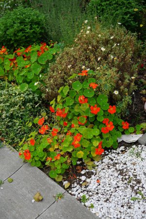 Beet mit Tropaeolum majus und anderen Blumen, die im Oktober blühen. Tropaeolum majus, die Gartenkapuzinerkresse, Kapuzinerkresse, Indische Kresse oder Mönchskresse ist eine Blütenart aus der Familie der Tropaeolaceae. Berlin, Deutschland 