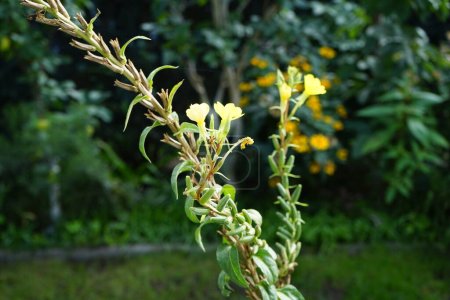 Foto de Oenothera biennis florece en septiembre. Oenothera biennis es una especie de planta fanerógama perteneciente a la familia Onagraceae. Berlín, Alemania - Imagen libre de derechos