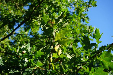 Foto de Quercus robur con frutos crece en septiembre. Quercus robur es una especie de planta fanerógama perteneciente a la familia Fagaceae. Berlín, Alemania - Imagen libre de derechos