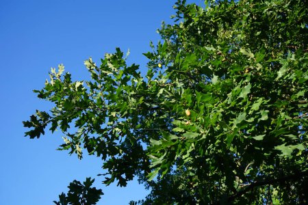 Foto de Quercus robur con frutos crece en septiembre. Quercus robur es una especie de planta fanerógama perteneciente a la familia Fagaceae. Berlín, Alemania - Imagen libre de derechos