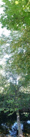 Pionowa panorama zdjęć. Drzewo Alnus glutinosa pochyla się nad rzeką Wuhle w październiku. Alnus glutinosa, olcha zwyczajna, olcha czarna, olcha europejska, czarno-, lub po prostu olcha, jest gatunkiem drzewa w rodzinie Betulaceae. Berlin, Niemcy