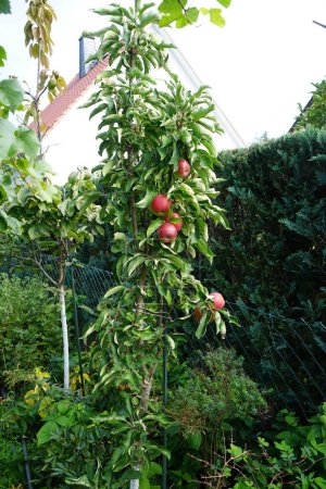Foto de Manzano columnar, Malus domestica Bailarina 'Suncats', con frutos crece en otoño en el jardín. Malus es un género de árboles caducifolios perteneciente a la familia Rosaceae. Berlín, Alemania - Imagen libre de derechos