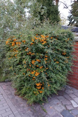 Téléchargez les photos : Les baies orange de Pyracantha poussent en septembre. Pyracantha est un genre d'arbustes de la famille des Rosaceae. Berlin, Allemagne - en image libre de droit