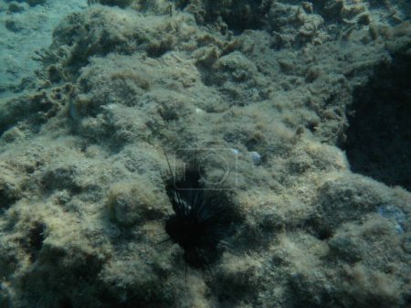 Téléchargez les photos : Diadema setosum vit au fond de la mer Méditerranée, près de l'île de Rhodes. Diadema setosum est une espèce d'oursins de la famille des Diadematidae. Photographie sous-marine. Rhodes, Grèce - en image libre de droit