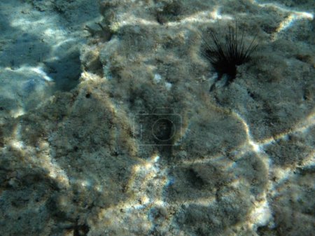 Téléchargez les photos : Diadema setosum vit au fond de la mer Méditerranée, près de l'île de Rhodes. Diadema setosum est une espèce d'oursins de la famille des Diadematidae. Photographie sous-marine. Rhodes, Grèce - en image libre de droit