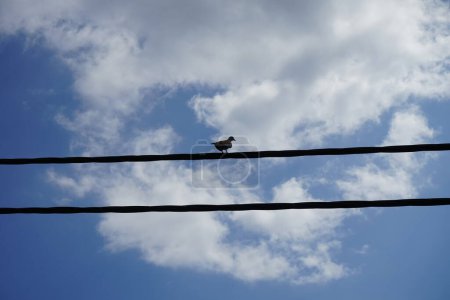 Photo for Streptopelia decaocto bird sitting on a wire in August. The Eurasian collared dove, collared dove or Turkish dove, Streptopelia decaocto, is a dove species. Rhodes Island, Greece - Royalty Free Image