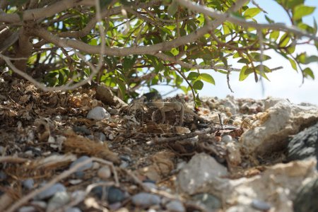 Laudakia stellio daani, Stellagama stellio daani, hiding on rocks under a bush in August in Pefki. Laudakia stellio, the starred agama or the roughtail rock agama is a species of agamid lizard. Pefki, Rhodes Island, Greece 