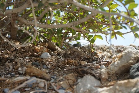 Laudakia stellio daani, Stellagama stellio daani, versteckt auf Felsen unter einem Busch im August in Pefki. Laudakia stellio, die Sternenagama oder das Rauhschwanzfelsen-Agama ist eine Art von Eidechse. Pefki, Insel Rhodos, Griechenland 