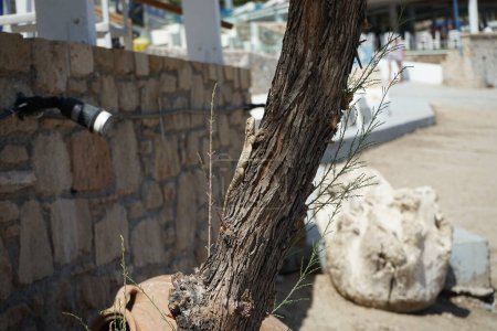 Laudakia stellio daani, Stellagama stellio daani, kriechend auf einem Baum Tamarix spec. im August in Pefki. Laudakia stellio, die Sternenagama oder das Rauhschwanzfelsen-Agama ist eine Art von Eidechse. Pefki, Insel Rhodos, Griechenland 