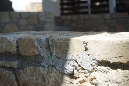 Lacerta oerzeni con presa en la boca se arrastra a lo largo de una pared de piedra en agosto en Pefki. Lacerta oertzeni es una especie de lagarto de la familia Lacertidae. Pefki, isla de Rodas, Grecia 