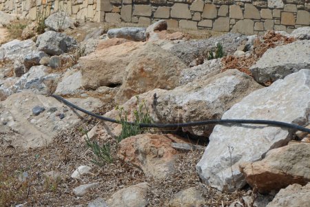Laudakia stellio running over stones in August in Pefki. Laudakia stellio is a species of agamid lizard, also known as the starred agama or the roughtail rock agama. Pefki, Rhodes Island, Greece 
